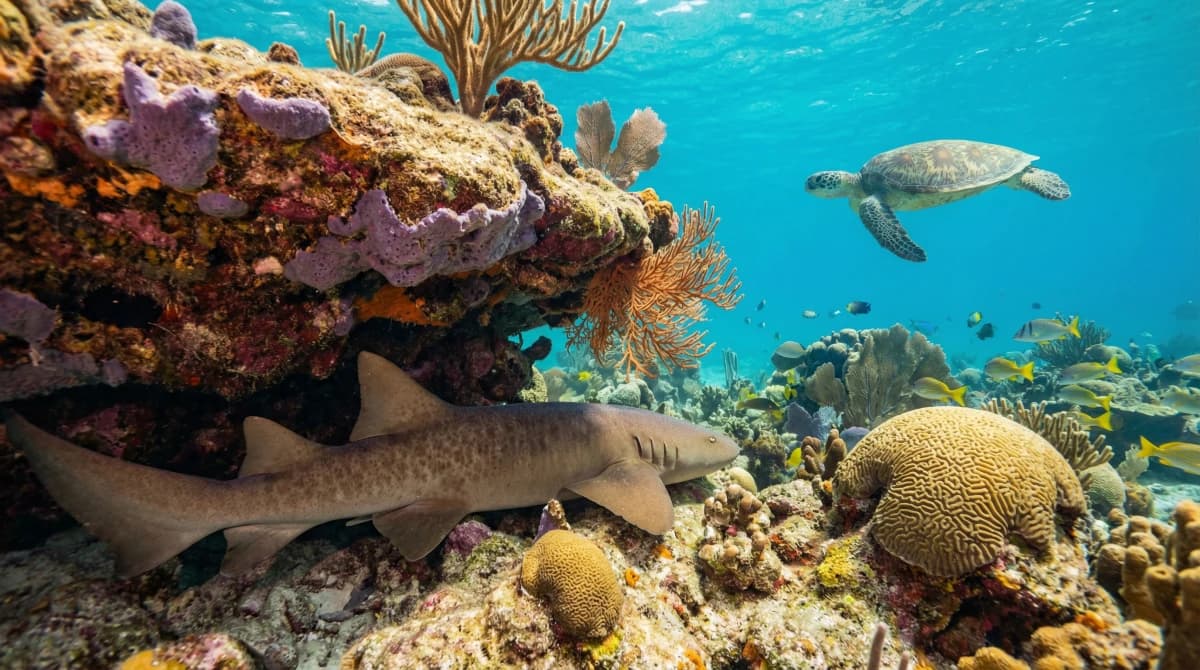 Ocean scuba diving in Playa del Carmen, Mexico — Caribbean reef diving