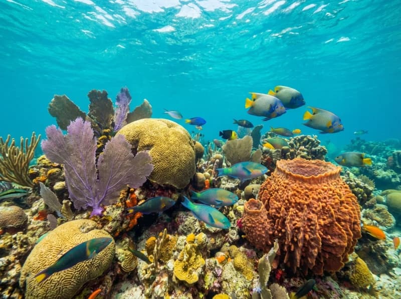 Diver exploring a crystal-clear cenote — perfect complement to ocean diving