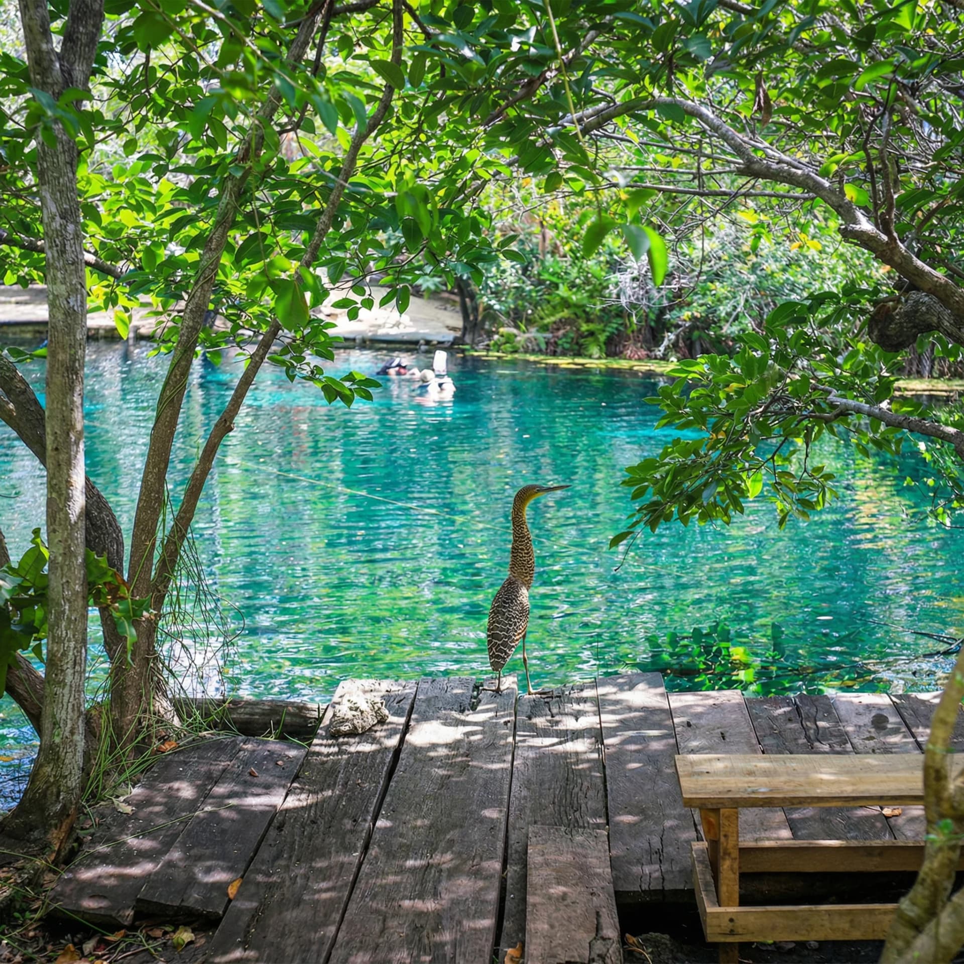 Cenote Aktun Ha — Intermediate level cenote diving in Mexico